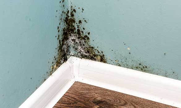 Mold Inspections